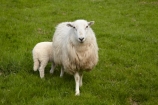 agricultural;agriculture;Animal;Animals;Britain;British-Isles;country;countryside;Cymru;ewe;ewes;farm;Farm-animals;farming;farmland;farms;field;fields;G.B.;GB;Great-Britain;herbivore;herbivores;herbivorous;lamb;livestock;mammal;mammals;meadow;meadows;Outdoor;Outdoors;Outside;paddock;paddocks;pasture;pastures;rural;sheep;stock;U.K.;UK;United-Kingdom;Wales;white;wool;woolly;wooly
