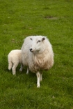 agricultural;agriculture;Animal;Animals;Britain;British-Isles;country;countryside;Cymru;ewe;ewes;farm;Farm-animals;farming;farmland;farms;field;fields;G.B.;GB;Great-Britain;herbivore;herbivores;herbivorous;lamb;livestock;mammal;mammals;meadow;meadows;Outdoor;Outdoors;Outside;paddock;paddocks;pasture;pastures;rural;sheep;stock;U.K.;UK;United-Kingdom;Wales;white;wool;woolly;wooly