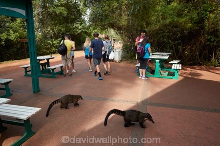 animal;animals;Argentina;Argentine-Republic;coati;coatimundi;coatimundis;coatis;danger;dangerous;Iguazu-N.P.;Iguazu-National-Park;Iguazu-NP;IguazÃº-N.P.;IguazÃº-National-Park;IguazÃº-NP;Latin-America;mammal;mammals;Nasua-nasua;people;person;Procyonidae;racoon;racoons;ring_tailed-coati;ring_tailed-coatis;South-America;South-American-coati;South-American-coatis;South-American-wildlife;Sth-America;tourism;tourist;tourists;travel;wildlife