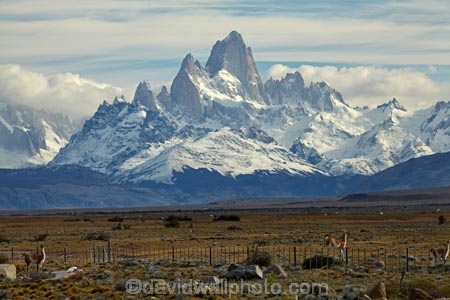 animal;animals;Argentina;Argentine-Patagonia;Argentine-Republic;Cerro-Chaltén;Cerro-Fitz-Roy;El-Chalten;Glacier-National-Park;guanaco;guanacos;lama;Lama-guanicoe;lamas;Latin-America;Los-Glaciares;Los-Glaciares-N.P.;Los-Glaciares-National-Park;Los-Glaciares-NP;Monte-Fitz-Roy;Mount-Fitz-Roy;Mount-Fitzroy;Mt-Fitz-Roy;Mt-Fitzroy;Mt.-Fitz-Roy;Mt.-Fitzroy;national-park;national-parks;NP;park;parks;Parque-Nacional-Los-Glaciares;Patagonia;Patagonian;Patagonian-steppe;Santa-Cruz-Province;South-America;South-Argentina;Southern-Argentina;Sth-America;UN-world-heritage-area;UN-world-heritage-site;UNESCO-World-Heritage-area;UNESCO-World-Heritage-Site;united-nations-world-heritage-area;united-nations-world-heritage-site;widllife;wild-lama;wild-lamas;world-heritage;world-heritage-area;world-heritage-areas;World-Heritage-Park;World-Heritage-site;World-Heritage-Sites
