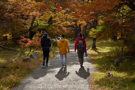 Argentina;Argentine-Patagonia;Argentine-Republic;autuminal;autumn;autumn-colour;autumn-colours;autumnal;beech;beech-tree;beech-trees;beeches;color;colors;colour;colours;deciduous;El-Chalten;fall;Glacier-National-Park;gold;golden;Latin-America;leaf;leaves;lenga;lenga-beech;lengas;Los-Glaciares;Los-Glaciares-N.P.;Los-Glaciares-National-Park;Los-Glaciares-NP;M.R;model-release;model-released;MR;national-park;national-parks;Northofagus;Northofagus-pumilio;NP;orange;park;parks;Parque-Nacional-Los-Glaciares;Patagonia;Patagonian;people;Santa-Cruz-Province;season;seasonal;seasons;South-America;South-Argentina;Southern-Argentina;southern-beech;southern-beeches;Sth-America;tourism;tourist;tourists;travel;tree;trees;UN-world-heritage-area;UN-world-heritage-site;UNESCO-World-Heritage-area;UNESCO-World-Heritage-Site;united-nations-world-heritage-area;united-nations-world-heritage-site;world-heritage;world-heritage-area;world-heritage-areas;World-Heritage-Park;World-Heritage-site;World-Heritage-Sites;yellow