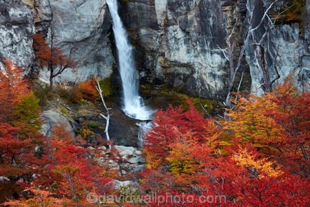 Argentina;Argentine-Patagonia;Argentine-Republic;autuminal;autumn;autumn-colour;autumn-colours;autumnal;beech;beech-tree;beech-trees;beeches;cascade;cascades;Chorrillo-del-Salto;Chorrillo-Waterfall;color;colors;colour;colours;deciduous;El-Chalten;El-Chorrillo-Waterfall;fall;falls;Glacier-National-Park;gold;golden;Latin-America;leaf;leaves;lenga;lenga-beech;lengas;Los-Glaciares;Los-Glaciares-N.P.;Los-Glaciares-National-Park;Los-Glaciares-NP;national-park;national-parks;natural;nature;Northofagus;Northofagus-pumilio;NP;orange;park;parks;Parque-Nacional-Los-Glaciares;Patagonia;Patagonian;Salto-El-Chorrillo;Santa-Cruz-Province;scene;scenic;season;seasonal;seasons;South-America;South-Argentina;Southern-Argentina;southern-beech;southern-beeches;Sth-America;travel;tree;trees;UN-world-heritage-area;UN-world-heritage-site;UNESCO-World-Heritage-area;UNESCO-World-Heritage-Site;united-nations-world-heritage-area;united-nations-world-heritage-site;water;water-fall;water-falls;waterfall;waterfalls;wet;world-heritage;world-heritage-area;world-heritage-areas;World-Heritage-Park;World-Heritage-site;World-Heritage-Sites;yellow