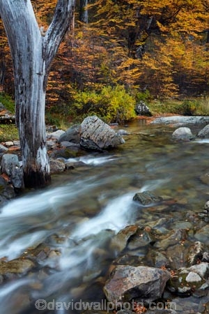 Argentina;Argentine-Patagonia;Argentine-Republic;autuminal;autumn;autumn-colour;autumn-colours;autumnal;beech;beech-tree;beech-trees;beeches;brook;brooks;cascade;cascades;Chorrillo-del-Salto;Chorrillo-Waterfall;color;colors;colour;colours;creek;creeks;deciduous;El-Chalten;El-Chorrillo;El-Chorrillo-Waterfall;fall;falls;Glacier-National-Park;gold;golden;Latin-America;leaf;leaves;lenga;lenga-beech;lengas;Los-Glaciares;Los-Glaciares-N.P.;Los-Glaciares-National-Park;Los-Glaciares-NP;national-park;national-parks;natural;nature;Northofagus;Northofagus-pumilio;NP;orange;park;parks;Parque-Nacional-Los-Glaciares;Patagonia;Patagonian;river;rivers;Salto-El-Chorrillo;Santa-Cruz-Province;scene;scenic;season;seasonal;seasons;South-America;South-Argentina;Southern-Argentina;southern-beech;southern-beeches;Sth-America;stream;streams;travel;tree;trees;UN-world-heritage-area;UN-world-heritage-site;UNESCO-World-Heritage-area;UNESCO-World-Heritage-Site;united-nations-world-heritage-area;united-nations-world-heritage-site;water;water-fall;water-falls;waterfall;waterfalls;wet;world-heritage;world-heritage-area;world-heritage-areas;World-Heritage-Park;World-Heritage-site;World-Heritage-Sites;yellow