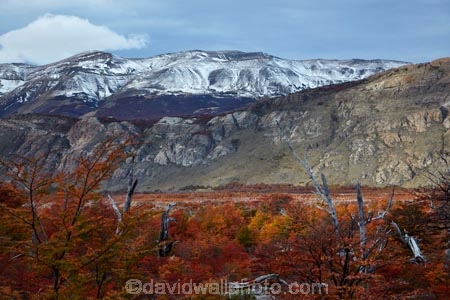 Argentina;Argentine-Patagonia;Argentine-Republic;autuminal;autumn;autumn-colour;autumn-colours;autumnal;beech;beech-tree;beech-trees;beeches;cold;color;colors;colour;colours;deciduous;El-Chalten;fall;Glacier-National-Park;gold;golden;Latin-America;leaf;leaves;lenga;lenga-beech;lengas;Los-Glaciares;Los-Glaciares-N.P.;Los-Glaciares-National-Park;Los-Glaciares-NP;mountain;mountains;national-park;national-parks;Northofagus;Northofagus-pumilio;NP;park;parks;Parque-Nacional-Los-Glaciares;Patagonia;Patagonian;Santa-Cruz-Province;season;seasonal;seasons;snow;snowy;South-America;South-Argentina;Southern-Argentina;southern-beech;southern-beeches;Sth-America;tree;trees;UN-world-heritage-area;UN-world-heritage-site;UNESCO-World-Heritage-area;UNESCO-World-Heritage-Site;united-nations-world-heritage-area;united-nations-world-heritage-site;world-heritage;world-heritage-area;world-heritage-areas;World-Heritage-Park;World-Heritage-site;World-Heritage-Sites;yellow