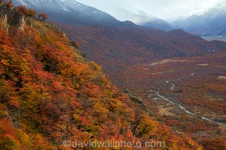 Argentina;Argentine-Patagonia;Argentine-Republic;autuminal;autumn;autumn-colour;autumn-colours;autumnal;beech;beech-tree;beech-trees;beeches;color;colors;colour;colours;deciduous;El-Chalten;fall;Glacier-National-Park;gold;golden;Latin-America;leaf;leaves;lenga;lenga-beech;lengas;Los-Glaciares;Los-Glaciares-N.P.;Los-Glaciares-National-Park;Los-Glaciares-NP;national-park;national-parks;Northofagus;Northofagus-pumilio;NP;park;parks;Parque-Nacional-Los-Glaciares;Patagonia;Patagonian;Santa-Cruz-Province;season;seasonal;seasons;South-America;South-Argentina;Southern-Argentina;southern-beech;southern-beeches;Sth-America;tree;trees;UN-world-heritage-area;UN-world-heritage-site;UNESCO-World-Heritage-area;UNESCO-World-Heritage-Site;united-nations-world-heritage-area;united-nations-world-heritage-site;world-heritage;world-heritage-area;world-heritage-areas;World-Heritage-Park;World-Heritage-site;World-Heritage-Sites;yellow