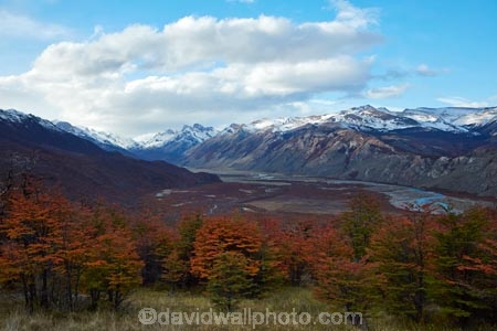 Argentina;Argentine-Patagonia;Argentine-Republic;autuminal;autumn;autumn-colour;autumn-colours;autumnal;beech;beech-tree;beech-trees;beeches;color;colors;colour;colours;deciduous;El-Chalten;fall;Glacier-National-Park;gold;golden;Las-Vuelltas-River;Latin-America;leaf;leaves;lenga;lenga-beech;lengas;Los-Glaciares;Los-Glaciares-N.P.;Los-Glaciares-National-Park;Los-Glaciares-NP;national-park;national-parks;Northofagus;Northofagus-pumilio;NP;park;parks;Parque-Nacional-Los-Glaciares;Patagonia;Patagonian;Rio-De-las-Vuelltas;river;rivers;Santa-Cruz-Province;season;seasonal;seasons;South-America;South-Argentina;Southern-Argentina;southern-beech;southern-beeches;Sth-America;tree;trees;UN-world-heritage-area;UN-world-heritage-site;UNESCO-World-Heritage-area;UNESCO-World-Heritage-Site;united-nations-world-heritage-area;united-nations-world-heritage-site;world-heritage;world-heritage-area;world-heritage-areas;World-Heritage-Park;World-Heritage-site;World-Heritage-Sites;yellow