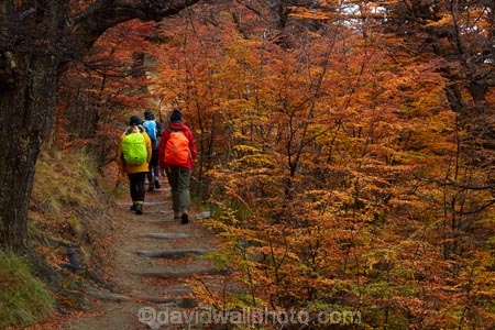 Argentina;Argentine-Patagonia;Argentine-Republic;autuminal;autumn;autumn-colour;autumn-colours;autumnal;beech;beech-tree;beech-trees;beeches;color;colors;colour;colours;deciduous;El-Chalten;fall;Glacier-National-Park;gold;golden;hiker;hikers;hiking;hiking-path;hiking-paths;hiking-trail;hiking-trails;Latin-America;leaf;leaves;lenga;lenga-beech;lengas;Los-Glaciares;Los-Glaciares-N.P.;Los-Glaciares-National-Park;Los-Glaciares-NP;M.R.;model-release;model-released;MR;national-park;national-parks;Northofagus;Northofagus-pumilio;NP;park;parks;Parque-Nacional-Los-Glaciares;Patagonia;Patagonian;path;paths;pathway;pathways;people;person;route;routes;Santa-Cruz-Province;season;seasonal;seasons;South-America;South-Argentina;Southern-Argentina;southern-beech;southern-beeches;Sth-America;track;tracks;trail;trails;tramper;trampers;tramping;tramping-trail;tramping-trails;tree;trees;trekker;trekkers;trekking;UN-world-heritage-area;UN-world-heritage-site;UNESCO-World-Heritage-area;UNESCO-World-Heritage-Site;united-nations-world-heritage-area;united-nations-world-heritage-site;walker;walkers;walking;walking-path;walking-paths;walking-trail;walking-trails;walkway;walkways;world-heritage;world-heritage-area;world-heritage-areas;World-Heritage-Park;World-Heritage-site;World-Heritage-Sites;yellow
