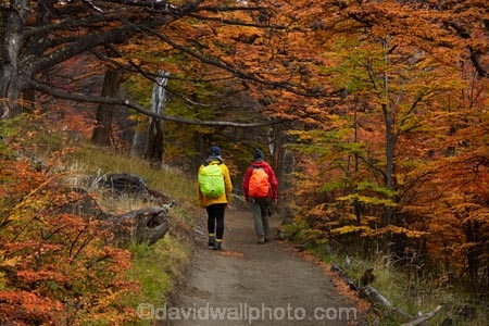 Argentina;Argentine-Patagonia;Argentine-Republic;autuminal;autumn;autumn-colour;autumn-colours;autumnal;beech;beech-tree;beech-trees;beeches;color;colors;colour;colours;deciduous;El-Chalten;fall;forest;forests;Glacier-National-Park;gold;golden;hiker;hikers;hiking;hiking-path;hiking-paths;hiking-trail;hiking-trails;Latin-America;leaf;leaves;lenga;lenga-beech;lengas;Los-Glaciares;Los-Glaciares-N.P.;Los-Glaciares-National-Park;Los-Glaciares-NP;M.R.;model-release;model-released;MR;national-park;national-parks;Northofagus;Northofagus-pumilio;NP;park;parks;Parque-Nacional-Los-Glaciares;Patagonia;Patagonian;path;paths;pathway;pathways;people;person;route;routes;Santa-Cruz-Province;season;seasonal;seasons;South-America;South-Argentina;Southern-Argentina;southern-beech;southern-beeches;Sth-America;track;tracks;trail;trails;tramper;trampers;tramping;tramping-trail;tramping-trails;tree;trees;trekker;trekkers;trekking;UN-world-heritage-area;UN-world-heritage-site;UNESCO-World-Heritage-area;UNESCO-World-Heritage-Site;united-nations-world-heritage-area;united-nations-world-heritage-site;walker;walkers;walking;walking-path;walking-paths;walking-trail;walking-trails;walkway;walkways;world-heritage;world-heritage-area;world-heritage-areas;World-Heritage-Park;World-Heritage-site;World-Heritage-Sites;yellow