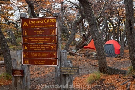 Argentina;Argentine-Patagonia;Argentine-Republic;autuminal;autumn;autumn-colour;autumn-colours;autumnal;beech;beech-tree;beech-trees;beeches;camp;camp-ground;camp-grounds;camping;camping-ground;camping-grounds;camps;campsite;camsites;color;colors;colour;colours;deciduous;El-Chalten;fall;Glacier-National-Park;gold;golden;hiking-path;hiking-paths;hiking-trail;hiking-trails;Laguna-Capri;Laguna-Capri-Camp;Laguna-Capri-Campground;Laguna-Capri-Campsite;Lake-Capri;Latin-America;leaf;leaves;lenga;lenga-beech;lengas;Los-Glaciares;Los-Glaciares-N.P.;Los-Glaciares-National-Park;Los-Glaciares-NP;national-park;national-parks;Northofagus;Northofagus-pumilio;NP;park;parks;Parque-Nacional-Los-Glaciares;Patagonia;Patagonian;path;paths;pathway;pathways;route;routes;Santa-Cruz-Province;season;seasonal;seasons;sign;signs;South-America;South-Argentina;Southern-Argentina;southern-beech;southern-beeches;Sth-America;tent;tents;track;tracks;trail;trails;tramping-trail;tramping-trails;tree;trees;UN-world-heritage-area;UN-world-heritage-site;UNESCO-World-Heritage-area;UNESCO-World-Heritage-Site;united-nations-world-heritage-area;united-nations-world-heritage-site;walking-path;walking-paths;walking-trail;walking-trails;walkway;walkways;world-heritage;world-heritage-area;world-heritage-areas;World-Heritage-Park;World-Heritage-site;World-Heritage-Sites;yellow