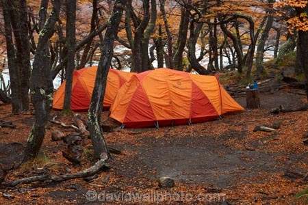 Argentina;Argentine-Patagonia;Argentine-Republic;autuminal;autumn;autumn-colour;autumn-colours;autumnal;beech;beech-tree;beech-trees;beeches;camp;camp-ground;camp-grounds;camping;camping-ground;camping-grounds;camps;campsite;camsites;color;colors;colour;colours;deciduous;El-Chalten;fall;Glacier-National-Park;gold;golden;hiking-path;hiking-paths;hiking-trail;hiking-trails;Laguna-Capri;Laguna-Capri-Camp;Laguna-Capri-Campground;Laguna-Capri-Campsite;Lake-Capri;Latin-America;leaf;leaves;lenga;lenga-beech;lengas;Los-Glaciares;Los-Glaciares-N.P.;Los-Glaciares-National-Park;Los-Glaciares-NP;national-park;national-parks;Northofagus;Northofagus-pumilio;NP;park;parks;Parque-Nacional-Los-Glaciares;Patagonia;Patagonian;path;paths;pathway;pathways;route;routes;Santa-Cruz-Province;season;seasonal;seasons;South-America;South-Argentina;Southern-Argentina;southern-beech;southern-beeches;Sth-America;tent;tents;track;tracks;trail;trails;tramping-trail;tramping-trails;tree;trees;UN-world-heritage-area;UN-world-heritage-site;UNESCO-World-Heritage-area;UNESCO-World-Heritage-Site;united-nations-world-heritage-area;united-nations-world-heritage-site;walking-path;walking-paths;walking-trail;walking-trails;walkway;walkways;world-heritage;world-heritage-area;world-heritage-areas;World-Heritage-Park;World-Heritage-site;World-Heritage-Sites;yellow