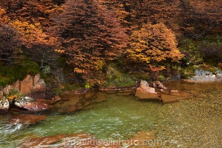 Argentina;Argentine-Patagonia;Argentine-Republic;autuminal;autumn;autumn-colour;autumn-colours;autumnal;beech;beech-tree;beech-trees;beeches;brook;brooks;color;colors;colour;colours;creek;creeks;deciduous;El-Chalten;fall;Glacier-National-Park;gold;golden;Latin-America;leaf;leaves;lenga;lenga-beech;lengas;Los-Glaciares;Los-Glaciares-N.P.;Los-Glaciares-National-Park;Los-Glaciares-NP;national-park;national-parks;Northofagus;Northofagus-pumilio;NP;park;parks;Parque-Nacional-Los-Glaciares;Patagonia;Patagonian;Santa-Cruz-Province;season;seasonal;seasons;South-America;South-Argentina;Southern-Argentina;southern-beech;southern-beeches;Sth-America;stream;streams;tree;trees;UN-world-heritage-area;UN-world-heritage-site;UNESCO-World-Heritage-area;UNESCO-World-Heritage-Site;united-nations-world-heritage-area;united-nations-world-heritage-site;world-heritage;world-heritage-area;world-heritage-areas;World-Heritage-Park;World-Heritage-site;World-Heritage-Sites;yellow