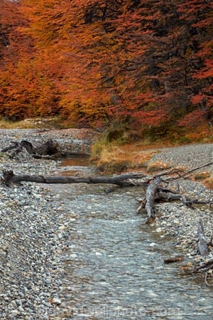 Argentina;Argentine-Patagonia;Argentine-Republic;autuminal;autumn;autumn-colour;autumn-colours;autumnal;beech;beech-tree;beech-trees;beeches;brook;brooks;color;colors;colour;colours;creek;creeks;deciduous;El-Chalten;fall;Glacier-National-Park;gold;golden;Latin-America;leaf;leaves;lenga;lenga-beech;lengas;Los-Glaciares;Los-Glaciares-N.P.;Los-Glaciares-National-Park;Los-Glaciares-NP;national-park;national-parks;Northofagus;Northofagus-pumilio;NP;park;parks;Parque-Nacional-Los-Glaciares;Patagonia;Patagonian;Santa-Cruz-Province;season;seasonal;seasons;South-America;South-Argentina;Southern-Argentina;southern-beech;southern-beeches;Sth-America;stream;streams;tree;trees;UN-world-heritage-area;UN-world-heritage-site;UNESCO-World-Heritage-area;UNESCO-World-Heritage-Site;united-nations-world-heritage-area;united-nations-world-heritage-site;world-heritage;world-heritage-area;world-heritage-areas;World-Heritage-Park;World-Heritage-site;World-Heritage-Sites;yellow