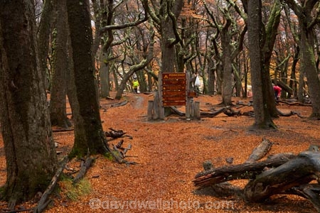 Argentina;Argentine-Patagonia;Argentine-Republic;autuminal;autumn;autumn-colour;autumn-colours;autumnal;beech;beech-tree;beech-trees;beeches;camp;camp-ground;camp-grounds;camping;camping-ground;camping-grounds;camps;campsite;camsites;color;colors;colour;colours;deciduous;El-Chalten;fall;forest;forests;Glacier-National-Park;gold;golden;hiking-path;hiking-paths;hiking-trail;hiking-trails;Latin-America;leaf;leaves;lenga;lenga-beech;lengas;Los-Glaciares;Los-Glaciares-N.P.;Los-Glaciares-National-Park;Los-Glaciares-NP;national-park;national-parks;Northofagus;Northofagus-pumilio;NP;park;parks;Parque-Nacional-Los-Glaciares;Patagonia;Patagonian;path;paths;pathway;pathways;Poincenot;Poincenot-Camp;Poincenot-Campground;Poincenot-Campsite;route;routes;Santa-Cruz-Province;season;seasonal;seasons;sign;signs;South-America;South-Argentina;Southern-Argentina;southern-beech;southern-beeches;Sth-America;track;tracks;trail;trails;tramping-trail;tramping-trails;tree;trees;UN-world-heritage-area;UN-world-heritage-site;UNESCO-World-Heritage-area;UNESCO-World-Heritage-Site;united-nations-world-heritage-area;united-nations-world-heritage-site;walking-path;walking-paths;walking-trail;walking-trails;walkway;walkways;world-heritage;world-heritage-area;world-heritage-areas;World-Heritage-Park;World-Heritage-site;World-Heritage-Sites;yellow