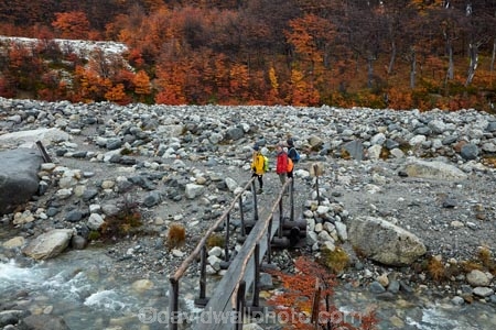 Argentina;Argentine-Patagonia;Argentine-Republic;autuminal;autumn;autumn-colour;autumn-colours;autumnal;beech;beech-tree;beech-trees;beeches;bridge;bridges;color;colors;colour;colours;deciduous;El-Chalten;fall;foot-bridge;foot-bridges;footbridge;footbridges;Glacier-National-Park;gold;golden;hiker;hikers;hiking;hiking-path;hiking-paths;hiking-trail;hiking-trails;Latin-America;leaf;leaves;lenga;lenga-beech;lengas;Los-Glaciares;Los-Glaciares-N.P.;Los-Glaciares-National-Park;Los-Glaciares-NP;M.R.;model-release;model-released;MR;national-park;national-parks;Northofagus;Northofagus-pumilio;NP;park;parks;Parque-Nacional-Los-Glaciares;Patagonia;Patagonian;path;paths;pathway;pathways;pedestrian-bridge;pedestrian-bridges;people;person;river;rivers;route;routes;Santa-Cruz-Province;season;seasonal;seasons;South-America;South-Argentina;Southern-Argentina;southern-beech;southern-beeches;Sth-America;track;tracks;trail;trails;tramper;trampers;tramping;tramping-trail;tramping-trails;tree;trees;trekker;trekkers;trekking;UN-world-heritage-area;UN-world-heritage-site;UNESCO-World-Heritage-area;UNESCO-World-Heritage-Site;united-nations-world-heritage-area;united-nations-world-heritage-site;walker;walkers;walking;walking-path;walking-paths;walking-trail;walking-trails;walkway;walkways;world-heritage;world-heritage-area;world-heritage-areas;World-Heritage-Park;World-Heritage-site;World-Heritage-Sites;yellow