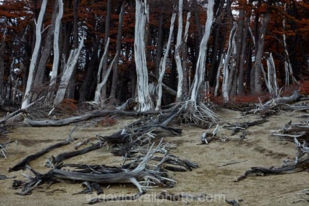 Argentina;Argentine-Patagonia;Argentine-Republic;beech;beech-tree;beech-trees;beeches;dead-tree;dead-trees;El-Chalten;Glacier-National-Park;hiking-path;hiking-paths;hiking-trail;hiking-trails;Latin-America;lenga;lenga-beech;lengas;Los-Glaciares;Los-Glaciares-N.P.;Los-Glaciares-National-Park;Los-Glaciares-NP;national-park;national-parks;Northofagus;Northofagus-pumilio;NP;park;parks;Parque-Nacional-Los-Glaciares;Patagonia;Patagonian;path;paths;pathway;pathways;route;routes;Santa-Cruz-Province;South-America;South-Argentina;Southern-Argentina;southern-beech;southern-beeches;Sth-America;track;tracks;trail;trails;tramping-trail;tramping-trails;tree-stumps;tree-trunk;trunks;UN-world-heritage-area;UN-world-heritage-site;UNESCO-World-Heritage-area;UNESCO-World-Heritage-Site;united-nations-world-heritage-area;united-nations-world-heritage-site;walking-path;walking-paths;walking-trail;walking-trails;walkway;walkways;world-heritage;world-heritage-area;world-heritage-areas;World-Heritage-Park;World-Heritage-site;World-Heritage-Sites