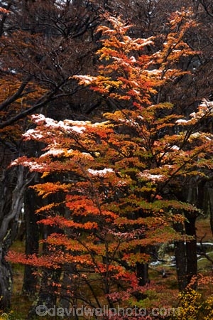 Argentina;Argentine-Patagonia;Argentine-Republic;autuminal;autumn;autumn-colour;autumn-colours;autumnal;beech;beech-tree;beech-trees;beeches;color;colors;colour;colours;deciduous;El-Chalten;fall;Glacier-National-Park;gold;golden;hiking-path;hiking-paths;hiking-trail;hiking-trails;Latin-America;leaf;leaves;lenga;lenga-beech;lengas;Los-Glaciares;Los-Glaciares-N.P.;Los-Glaciares-National-Park;Los-Glaciares-NP;national-park;national-parks;Northofagus;Northofagus-pumilio;NP;park;parks;Parque-Nacional-Los-Glaciares;Patagonia;Patagonian;path;paths;pathway;pathways;route;routes;Santa-Cruz-Province;season;seasonal;seasons;South-America;South-Argentina;Southern-Argentina;southern-beech;southern-beeches;Sth-America;track;tracks;trail;trails;tramping-trail;tramping-trails;tree;trees;UN-world-heritage-area;UN-world-heritage-site;UNESCO-World-Heritage-area;UNESCO-World-Heritage-Site;united-nations-world-heritage-area;united-nations-world-heritage-site;walking-path;walking-paths;walking-trail;walking-trails;walkway;walkways;world-heritage;world-heritage-area;world-heritage-areas;World-Heritage-Park;World-Heritage-site;World-Heritage-Sites;yellow