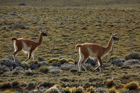 animal;animals;Argentina;Argentine-Patagonia;Argentine-Republic;guanaco;guanacos;lama;Lama-guanicoe;lamas;Latin-America;Patagonia;Patagonian;Patagonian-steppe;Santa-Cruz-Province;South-America;South-Argentina;Southern-Argentina;Sth-America;widllife;wild-lama;wild-lamas