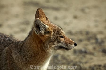 Argentina;Argentine-Patagonia;Argentine-Republic;Argentinian-gray-fox;Argentinian-gray-foxes;chilla;chillas;gray-zorro;gray-zorros;Latin-America;Lycalopex;Lycalopex-griseus;National-Route-40;Patagonia;Patagonian;Patagonian-fox;Patagonian-foxes;Route-40;Route-Forty;Ruta-40;Ruta-Nacional-40;Santa-Cruz-Province;South-America;South-American-gray-fox;South-American-gray-foxes;South-Argentina;Southern-Argentina;Sth-America