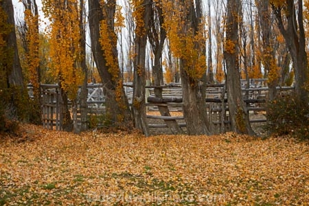 Argentina;Argentine-Patagonia;Argentine-Republic;autuminal;autumn;autumn-colour;autumn-colours;autumnal;color;colors;colour;colours;deciduous;fall;farmyard;farmyards;gold;golden;Latin-America;leaf;leaves;National-Route-40;Patagonia;Patagonian;poplar;poplar-tree;poplar-trees;poplars;Route-40;Route-Forty;Ruta-40;Ruta-Nacional-40;Santa-Cruz-Province;season;seasonal;seasons;South-America;South-Argentina;Southern-Argentina;Sth-America;stockyard;stockyards;travel;tree;trees;yellow