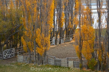 Argentina;Argentine-Patagonia;Argentine-Republic;autuminal;autumn;autumn-colour;autumn-colours;autumnal;color;colors;colour;colours;deciduous;fall;farmyard;farmyards;gold;golden;Latin-America;leaf;leaves;National-Route-40;Patagonia;Patagonian;poplar;poplar-tree;poplar-trees;poplars;Route-40;Route-Forty;Ruta-40;Ruta-Nacional-40;Santa-Cruz-Province;season;seasonal;seasons;South-America;South-Argentina;Southern-Argentina;Sth-America;stockyard;stockyards;travel;tree;trees;yellow