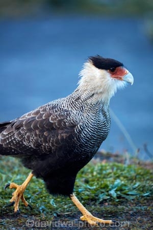 Animal;animals;Argentina;Argentine-Patagonia;Argentine-Republic;avian;bird;bird-of-prey;bird-watching;bird_of_prey;bird_watching;birds;birds-of-prey;birds_of_prey;caracara;Caracara-plancus;caracaras;carancho;caranchos;crested-caracara;crested-caracaras;eco-tourism;eco_tourism;ecotourism;Falconidae;Fauna;Glacier-National-Park;Latin-America;Los-Glaciares;Los-Glaciares-N.P.;Los-Glaciares-National-Park;Los-Glaciares-NP;Magellanes-Peninsula;national-park;national-parks;Natural;Nature;NP;Ornithology;park;parks;Parque-Nacional-Los-Glaciares;Patagonia;Patagonian;Peninsula-Magellanes;Santa-Cruz-Province;South-America;South-Argentina;Southern-Argentina;southern-caracara;southern-caracaras;Southern-crested-caracara;Southern-crested-caracaras;Sth-America;UN-world-heritage-area;UN-world-heritage-site;UNESCO-World-Heritage-area;UNESCO-World-Heritage-Site;united-nations-world-heritage-area;united-nations-world-heritage-site;wild;wildlife;world-heritage;world-heritage-area;world-heritage-areas;World-Heritage-Park;World-Heritage-site;World-Heritage-Sites