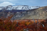 Argentina;Argentine-Patagonia;Argentine-Republic;autuminal;autumn;autumn-colour;autumn-colours;autumnal;beech;beech-tree;beech-trees;beeches;cold;color;colors;colour;colours;deciduous;El-Chalten;fall;Glacier-National-Park;gold;golden;Latin-America;leaf;leaves;lenga;lenga-beech;lengas;Los-Glaciares;Los-Glaciares-N.P.;Los-Glaciares-National-Park;Los-Glaciares-NP;mountain;mountains;national-park;national-parks;Northofagus;Northofagus-pumilio;NP;park;parks;Parque-Nacional-Los-Glaciares;Patagonia;Patagonian;Santa-Cruz-Province;season;seasonal;seasons;snow;snowy;South-America;South-Argentina;Southern-Argentina;southern-beech;southern-beeches;Sth-America;tree;trees;UN-world-heritage-area;UN-world-heritage-site;UNESCO-World-Heritage-area;UNESCO-World-Heritage-Site;united-nations-world-heritage-area;united-nations-world-heritage-site;world-heritage;world-heritage-area;world-heritage-areas;World-Heritage-Park;World-Heritage-site;World-Heritage-Sites;yellow