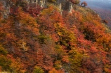 Argentina;Argentine-Patagonia;Argentine-Republic;autuminal;autumn;autumn-colour;autumn-colours;autumnal;beech;beech-tree;beech-trees;beeches;color;colors;colour;colours;deciduous;El-Chalten;fall;Glacier-National-Park;gold;golden;Latin-America;leaf;leaves;lenga;lenga-beech;lengas;Los-Glaciares;Los-Glaciares-N.P.;Los-Glaciares-National-Park;Los-Glaciares-NP;national-park;national-parks;Northofagus;Northofagus-pumilio;NP;park;parks;Parque-Nacional-Los-Glaciares;Patagonia;Patagonian;Santa-Cruz-Province;season;seasonal;seasons;South-America;South-Argentina;Southern-Argentina;southern-beech;southern-beeches;Sth-America;tree;trees;UN-world-heritage-area;UN-world-heritage-site;UNESCO-World-Heritage-area;UNESCO-World-Heritage-Site;united-nations-world-heritage-area;united-nations-world-heritage-site;world-heritage;world-heritage-area;world-heritage-areas;World-Heritage-Park;World-Heritage-site;World-Heritage-Sites;yellow