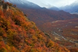 Argentina;Argentine-Patagonia;Argentine-Republic;autuminal;autumn;autumn-colour;autumn-colours;autumnal;beech;beech-tree;beech-trees;beeches;color;colors;colour;colours;deciduous;El-Chalten;fall;Glacier-National-Park;gold;golden;Latin-America;leaf;leaves;lenga;lenga-beech;lengas;Los-Glaciares;Los-Glaciares-N.P.;Los-Glaciares-National-Park;Los-Glaciares-NP;national-park;national-parks;Northofagus;Northofagus-pumilio;NP;park;parks;Parque-Nacional-Los-Glaciares;Patagonia;Patagonian;Santa-Cruz-Province;season;seasonal;seasons;South-America;South-Argentina;Southern-Argentina;southern-beech;southern-beeches;Sth-America;tree;trees;UN-world-heritage-area;UN-world-heritage-site;UNESCO-World-Heritage-area;UNESCO-World-Heritage-Site;united-nations-world-heritage-area;united-nations-world-heritage-site;world-heritage;world-heritage-area;world-heritage-areas;World-Heritage-Park;World-Heritage-site;World-Heritage-Sites;yellow