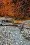 Argentina;Argentine-Patagonia;Argentine-Republic;autuminal;autumn;autumn-colour;autumn-colours;autumnal;beech;beech-tree;beech-trees;beeches;brook;brooks;color;colors;colour;colours;creek;creeks;deciduous;El-Chalten;fall;Glacier-National-Park;gold;golden;Latin-America;leaf;leaves;lenga;lenga-beech;lengas;Los-Glaciares;Los-Glaciares-N.P.;Los-Glaciares-National-Park;Los-Glaciares-NP;national-park;national-parks;Northofagus;Northofagus-pumilio;NP;park;parks;Parque-Nacional-Los-Glaciares;Patagonia;Patagonian;Santa-Cruz-Province;season;seasonal;seasons;South-America;South-Argentina;Southern-Argentina;southern-beech;southern-beeches;Sth-America;stream;streams;tree;trees;UN-world-heritage-area;UN-world-heritage-site;UNESCO-World-Heritage-area;UNESCO-World-Heritage-Site;united-nations-world-heritage-area;united-nations-world-heritage-site;world-heritage;world-heritage-area;world-heritage-areas;World-Heritage-Park;World-Heritage-site;World-Heritage-Sites;yellow