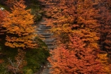 Argentina;Argentine-Patagonia;Argentine-Republic;autuminal;autumn;autumn-colour;autumn-colours;autumnal;beech;beech-tree;beech-trees;beeches;color;colors;colour;colours;deciduous;El-Chalten;fall;Glacier-National-Park;gold;golden;hiking-path;hiking-paths;hiking-trail;hiking-trails;Latin-America;leaf;leaves;lenga;lenga-beech;lengas;Los-Glaciares;Los-Glaciares-N.P.;Los-Glaciares-National-Park;Los-Glaciares-NP;national-park;national-parks;Northofagus;Northofagus-pumilio;NP;park;parks;Parque-Nacional-Los-Glaciares;Patagonia;Patagonian;path;paths;pathway;pathways;route;routes;Santa-Cruz-Province;season;seasonal;seasons;South-America;South-Argentina;Southern-Argentina;southern-beech;southern-beeches;Sth-America;track;tracks;trail;trails;tramping-trail;tramping-trails;tree;trees;UN-world-heritage-area;UN-world-heritage-site;UNESCO-World-Heritage-area;UNESCO-World-Heritage-Site;united-nations-world-heritage-area;united-nations-world-heritage-site;walking-path;walking-paths;walking-trail;walking-trails;walkway;walkways;world-heritage;world-heritage-area;world-heritage-areas;World-Heritage-Park;World-Heritage-site;World-Heritage-Sites;yellow