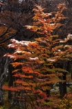 Argentina;Argentine-Patagonia;Argentine-Republic;autuminal;autumn;autumn-colour;autumn-colours;autumnal;beech;beech-tree;beech-trees;beeches;color;colors;colour;colours;deciduous;El-Chalten;fall;Glacier-National-Park;gold;golden;hiking-path;hiking-paths;hiking-trail;hiking-trails;Latin-America;leaf;leaves;lenga;lenga-beech;lengas;Los-Glaciares;Los-Glaciares-N.P.;Los-Glaciares-National-Park;Los-Glaciares-NP;national-park;national-parks;Northofagus;Northofagus-pumilio;NP;park;parks;Parque-Nacional-Los-Glaciares;Patagonia;Patagonian;path;paths;pathway;pathways;route;routes;Santa-Cruz-Province;season;seasonal;seasons;South-America;South-Argentina;Southern-Argentina;southern-beech;southern-beeches;Sth-America;track;tracks;trail;trails;tramping-trail;tramping-trails;tree;trees;UN-world-heritage-area;UN-world-heritage-site;UNESCO-World-Heritage-area;UNESCO-World-Heritage-Site;united-nations-world-heritage-area;united-nations-world-heritage-site;walking-path;walking-paths;walking-trail;walking-trails;walkway;walkways;world-heritage;world-heritage-area;world-heritage-areas;World-Heritage-Park;World-Heritage-site;World-Heritage-Sites;yellow
