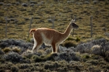 animal;animals;Argentina;Argentine-Patagonia;Argentine-Republic;guanaco;guanacos;lama;Lama-guanicoe;lamas;Latin-America;Patagonia;Patagonian;Patagonian-steppe;Santa-Cruz-Province;South-America;South-Argentina;Southern-Argentina;Sth-America;widllife;wild-lama;wild-lamas