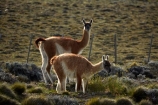 animal;animals;Argentina;Argentine-Patagonia;Argentine-Republic;guanaco;guanacos;lama;Lama-guanicoe;lamas;Latin-America;Patagonia;Patagonian;Patagonian-steppe;Santa-Cruz-Province;South-America;South-Argentina;Southern-Argentina;Sth-America;widllife;wild-lama;wild-lamas