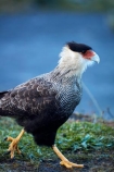 Animal;animals;Argentina;Argentine-Patagonia;Argentine-Republic;avian;bird;bird-of-prey;bird-watching;bird_of_prey;bird_watching;birds;birds-of-prey;birds_of_prey;caracara;Caracara-plancus;caracaras;carancho;caranchos;crested-caracara;crested-caracaras;eco-tourism;eco_tourism;ecotourism;Falconidae;Fauna;Glacier-National-Park;Latin-America;Los-Glaciares;Los-Glaciares-N.P.;Los-Glaciares-National-Park;Los-Glaciares-NP;Magellanes-Peninsula;national-park;national-parks;Natural;Nature;NP;Ornithology;park;parks;Parque-Nacional-Los-Glaciares;Patagonia;Patagonian;Peninsula-Magellanes;Santa-Cruz-Province;South-America;South-Argentina;Southern-Argentina;southern-caracara;southern-caracaras;Southern-crested-caracara;Southern-crested-caracaras;Sth-America;UN-world-heritage-area;UN-world-heritage-site;UNESCO-World-Heritage-area;UNESCO-World-Heritage-Site;united-nations-world-heritage-area;united-nations-world-heritage-site;wild;wildlife;world-heritage;world-heritage-area;world-heritage-areas;World-Heritage-Park;World-Heritage-site;World-Heritage-Sites