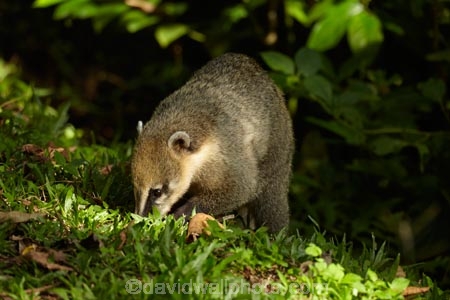 animal;Argentina;border;borders;Brasil;Brazil;cascade;cascades;Cataratas-del-IguazÃº;Coati;coati_mundi;coatimundi;coatis;hog_nosed-coon;Iguacu-Falls;Iguacu-National-Park;Iguacu-River;Iguassu-Falls;Iguassu-National-Park;Iguazu-Falls;Iguazu-National-Park;Iguazu-River;IguazÃº-Falls;IguazÃº-National-Park;IguaÃ§u-Falls;IguaÃ§u-National-Park;Latin-America;Misiones;Misiones-Province;national-park;national-parks;natural;nature;Parana;Parana-State;ParanÃ¡;ParanÃ¡-State;scene;scenic;South-America;Sth-America;The-Iguazu-Falls;UN-world-heritage-area;UN-world-heritage-site;UNESCO-World-Heritage-area;UNESCO-World-Heritage-Site;united-nations-world-heritage-area;united-nations-world-heritage-site;wildlife;world-heritage;world-heritage-area;world-heritage-areas;World-Heritage-Park;World-Heritage-site;World-Heritage-Sites