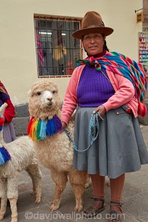 alpaca;alpacas;Andean;animal;Cusco;Cuzco;hat;hats;indigenous;indigenous-Peruvian;indigenous-Peruvians;Latin-America;Native-Peruvian;Native-Peruvians;people;person;Peru;Peruvian;Peruvians;Quechua;Quechua-People;Republic-of-Peru;South-America;Sth-America;stock;tourism;traditional-clothes;traditional-costume;traditional-costumes;traditional-dress;travel;UN-world-heritage-area;UN-world-heritage-site;UNESCO-World-Heritage-area;UNESCO-World-Heritage-Site;united-nations-world-heritage-area;united-nations-world-heritage-site;Vicugna-pacos;world-heritage;world-heritage-area;world-heritage-areas;World-Heritage-Park;World-Heritage-site;World-Heritage-Sites