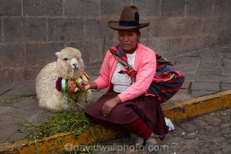 alpaca;alpacas;Andean;animal;Cusco;Cuzco;indigenous;indigenous-Peruvian;indigenous-Peruvians;Latin-America;Native-Peruvian;Native-Peruvians;people;person;Peru;Peruvian;Peruvians;Quechua;Quechua-People;Republic-of-Peru;South-America;Sth-America;stock;tourism;traditional-clothes;traditional-costume;traditional-costumes;traditional-dress;travel;UN-world-heritage-area;UN-world-heritage-site;UNESCO-World-Heritage-area;UNESCO-World-Heritage-Site;united-nations-world-heritage-area;united-nations-world-heritage-site;Vicugna-pacos;world-heritage;world-heritage-area;world-heritage-areas;World-Heritage-Park;World-Heritage-site;World-Heritage-Sites