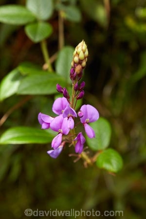 Camino-Inca;Camino-Inka;Cusco-Region;flower;flowers;Inca-Trail;Latin-America;Machupicchu-District;orchid;orchids;Peru;purple-flower;Republic-of-Peru;Sacred-Valley;Sacred-Valley-of-the-Incas;South-America;Sth-America;Urubamba-Province;violet-flower;wild-flower;wild-flowers