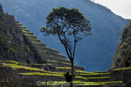 agricultural-terraces;ancient;ancient-culture;archaeology;attraction;building;buildings;Camino-Inca;Camino-Inka;crop-terraces;cultivation-terraces;Cusco-Region;destination;growing-terraces;heritage;historic;historic-building;historic-buildings;historical;historical-building;historical-buildings;history;horticultural-terraces;Inca;Inca-Citadel;Inca-City;Inca-Ruins;Inca-Trail;Inka;Latin-America;lost-city;Machu-Picchu;Machu-Pichu;Machupicchu-District;old;people;person;Peru;Republic-of-Peru;retaining-wall;retaining-walls;ruin;ruins;Sacred-Valley;Sacred-Valley-of-the-Incas;South-America;stepped;Sth-America;terrace;terraced;terraces;terracing;tourism;tourist;tourist-attraction;tourist-site;tourist-sites;tourists;tradition;traditional;tree;trees;UN-world-heritage-area;UN-world-heritage-site;UNESCO-World-Heritage-area;UNESCO-World-Heritage-Site;united-nations-world-heritage-area;united-nations-world-heritage-site;Urubamba-Province;Urubamba-Valley;visitors;world-heritage;world-heritage-area;world-heritage-areas;World-Heritage-Park;World-Heritage-site;World-Heritage-Sites