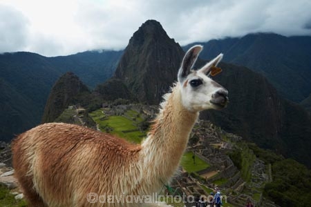 anamal;ancient;ancient-culture;archaeology;attraction;building;buildings;camelid;camelids;Camino-Inca;Camino-Inka;Cusco-Region;destination;domestic-stock;heritage;historic;historic-building;historic-buildings;historical;historical-building;historical-buildings;history;Huayna-Picchu;Huayna-Picchu-Peak;Inca;Inca-Citadel;Inca-City;Inca-Ruins;Inca-site;Inca-Trail;Inka;Lama;Lama-Glama;lamoids;Latin-America;Llama;Llamas;lost-city;Machu-Picchu;Machu-Pichu;Machupicchu-District;old;Peru;Republic-of-Peru;ruin;ruins;Sacred-Valley;Sacred-Valley-of-the-Incas;South-America;Sth-America;stock;tourism;tourist-attraction;tourist-site;tourist-sites;tradition;traditional;travel;UN-world-heritage-area;UN-world-heritage-site;UNESCO-World-Heritage-area;UNESCO-World-Heritage-Site;united-nations-world-heritage-area;united-nations-world-heritage-site;Urubamba-Province;Urubamba-Valley;world-heritage;world-heritage-area;world-heritage-areas;World-Heritage-Park;World-Heritage-site;World-Heritage-Sites