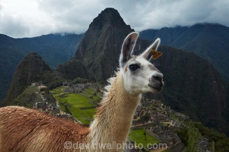 anamal;ancient;ancient-culture;archaeology;attraction;camelid;camelids;Camino-Inca;Camino-Inka;Cusco-Region;destination;domestic-stock;heritage;historic;history;Huayna-Picchu;Huayna-Picchu-Peak;Inca;Inca-Citadel;Inca-City;Inca-Ruins;Inca-site;Inca-Trail;Inka;Lama;Lama-Glama;lamoids;Latin-America;Llama;Llamas;lost-city;Machu-Picchu;Machu-Pichu;Machupicchu-District;Peru;Republic-of-Peru;ruin;ruins;Sacred-Valley;Sacred-Valley-of-the-Incas;South-America;Sth-America;stock;tourism;tourist-attraction;tourist-site;tourist-sites;travel;UN-world-heritage-area;UN-world-heritage-site;UNESCO-World-Heritage-area;UNESCO-World-Heritage-Site;united-nations-world-heritage-area;united-nations-world-heritage-site;Urubamba-Province;Urubamba-Valley;world-heritage;world-heritage-area;world-heritage-areas;World-Heritage-Park;World-Heritage-site;World-Heritage-Sites