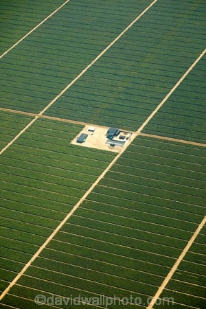 aerial;aerial-image;aerial-images;aerial-photo;aerial-photograph;aerial-photographs;aerial-photography;aerial-photos;aerial-view;aerial-views;aerials;agricultural;agriculture;arid;barren;country;countryside;crop;crops;desert;deserts;dry;farm;farming;farmland;farms;field;fields;green;horticulture;Ica;Ica-Region;Latin-America;Peru;Peruvian-Desert;plantation;plantations;Republic-of-Peru;rural;South-America;Sth-America;vineyard;vineyards