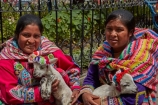 alpaca;alpacas;Andean;animal;Cusco;Cuzco;indigenous;indigenous-Peruvian;indigenous-Peruvians;Latin-America;Native-Peruvian;Native-Peruvians;people;person;Peru;Peruvian;Peruvians;Quechua;Quechua-People;Republic-of-Peru;South-America;Sth-America;stock;tourism;traditional-clothes;traditional-costume;traditional-costumes;traditional-dress;travel;UN-world-heritage-area;UN-world-heritage-site;UNESCO-World-Heritage-area;UNESCO-World-Heritage-Site;united-nations-world-heritage-area;united-nations-world-heritage-site;Vicugna-pacos;world-heritage;world-heritage-area;world-heritage-areas;World-Heritage-Park;World-Heritage-site;World-Heritage-Sites