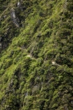 Camino-Inca;Camino-Inka;Classic-Inca-Trail;Cusco-Region;hiking-track;hiking-tracks;hiking-trail;hiking-trails;Inca-Path;Inca-Trail;Inca-trek;Latin-America;Machupicchu-District;Peru;Republic-of-Peru;Sacred-Valley;Sacred-Valley-of-the-Incas;South-America;steep;steep-hillside;steep-hillsides;Sth-America;trekking;Urubamba-Province;waking-track;waking-tracks;walking-trail;walking-trails