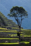 agricultural-terraces;ancient;ancient-culture;archaeology;attraction;building;buildings;Camino-Inca;Camino-Inka;crop-terraces;cultivation-terraces;Cusco-Region;destination;growing-terraces;heritage;historic;historic-building;historic-buildings;historical;historical-building;historical-buildings;history;horticultural-terraces;Inca;Inca-Citadel;Inca-City;Inca-Ruins;Inca-Trail;Inka;Latin-America;llama;llamas;lost-city;Machu-Picchu;Machu-Pichu;Machupicchu-District;old;people;person;Peru;Republic-of-Peru;retaining-wall;retaining-walls;ruin;ruins;Sacred-Valley;Sacred-Valley-of-the-Incas;South-America;stepped;Sth-America;terrace;terraced;terraces;terracing;tourism;tourist;tourist-attraction;tourist-site;tourist-sites;tourists;tradition;traditional;tree;trees;UN-world-heritage-area;UN-world-heritage-site;UNESCO-World-Heritage-area;UNESCO-World-Heritage-Site;united-nations-world-heritage-area;united-nations-world-heritage-site;Urubamba-Province;Urubamba-Valley;visitors;world-heritage;world-heritage-area;world-heritage-areas;World-Heritage-Park;World-Heritage-site;World-Heritage-Sites