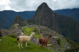 anamal;ancient;ancient-culture;archaeology;attraction;building;buildings;camelid;camelids;Camino-Inca;Camino-Inka;Cusco-Region;destination;domestic-stock;heritage;historic;historic-building;historic-buildings;historical;historical-building;historical-buildings;history;Huayna-Picchu;Huayna-Picchu-Peak;Inca;Inca-Citadel;Inca-City;Inca-Ruins;Inca-site;Inca-Trail;Inka;Lama;Lama-Glama;lamoids;Latin-America;Llama;Llamas;lost-city;Machu-Picchu;Machu-Pichu;Machupicchu-District;old;Peru;Republic-of-Peru;ruin;ruins;Sacred-Valley;Sacred-Valley-of-the-Incas;seven-wonders;seven-wonders-of-the-world;South-America;Sth-America;stock;tourism;tourist-attraction;tourist-site;tourist-sites;tradition;traditional;travel;UN-world-heritage-area;UN-world-heritage-site;UNESCO-World-Heritage-area;UNESCO-World-Heritage-Site;united-nations-world-heritage-area;united-nations-world-heritage-site;Urubamba-Province;Urubamba-Valley;wonders-of-the-world;world-heritage;world-heritage-area;world-heritage-areas;World-Heritage-Park;World-Heritage-site;World-Heritage-Sites