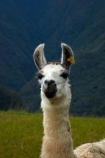anamal;camelid;camelids;Camino-Inca;Camino-Inka;Cusco-Region;domestic-stock;Inca-Trail;Lama;Lama-Glama;lamoids;Latin-America;Llama;Llamas;Machu-Picchu;Machu-Pichu;Machupicchu-District;Peru;Republic-of-Peru;Sacred-Valley;Sacred-Valley-of-the-Incas;South-America;Sth-America;stock;UN-world-heritage-area;UN-world-heritage-site;UNESCO-World-Heritage-area;UNESCO-World-Heritage-Site;united-nations-world-heritage-area;united-nations-world-heritage-site;Urubamba-Province;world-heritage;world-heritage-area;world-heritage-areas;World-Heritage-Park;World-Heritage-site;World-Heritage-Sites
