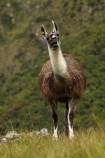 anamal;camelid;camelids;Camino-Inca;Camino-Inka;Cusco-Region;domestic-stock;Inca-Trail;Lama;Lama-Glama;lamoids;Latin-America;Llama;Llamas;Machu-Picchu;Machu-Pichu;Machupicchu-District;Peru;Republic-of-Peru;Sacred-Valley;Sacred-Valley-of-the-Incas;South-America;Sth-America;stock;UN-world-heritage-area;UN-world-heritage-site;UNESCO-World-Heritage-area;UNESCO-World-Heritage-Site;united-nations-world-heritage-area;united-nations-world-heritage-site;Urubamba-Province;world-heritage;world-heritage-area;world-heritage-areas;World-Heritage-Park;World-Heritage-site;World-Heritage-Sites