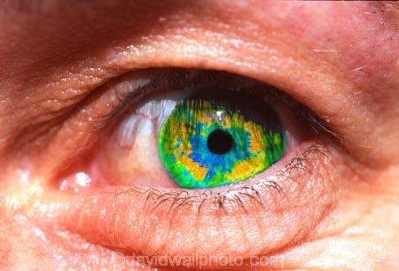 blue;close-up;close-ups;close_up;close_ups;closeup;closeups;cornea;detail;details;eye;eyeball;eyeballs;eyelash;eyelashes;eyelid;eyelids;eyes;female;females;green;iris;look;looking;looks;pupil;pupils;sense;senses;sight;skin;socket;vision;watch;watches;watching;woman;women