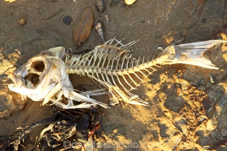 Bay-of-Islands;bone;bones;dead;deceased;fish;fish-bone;fish-bones;Fish-Skeleton;fishbone;fishbones;fishes;fishing;mort;new-zealand;north-is.;north-island;Northland;Paihia;sand;skeleton;skeletons;skull;spine